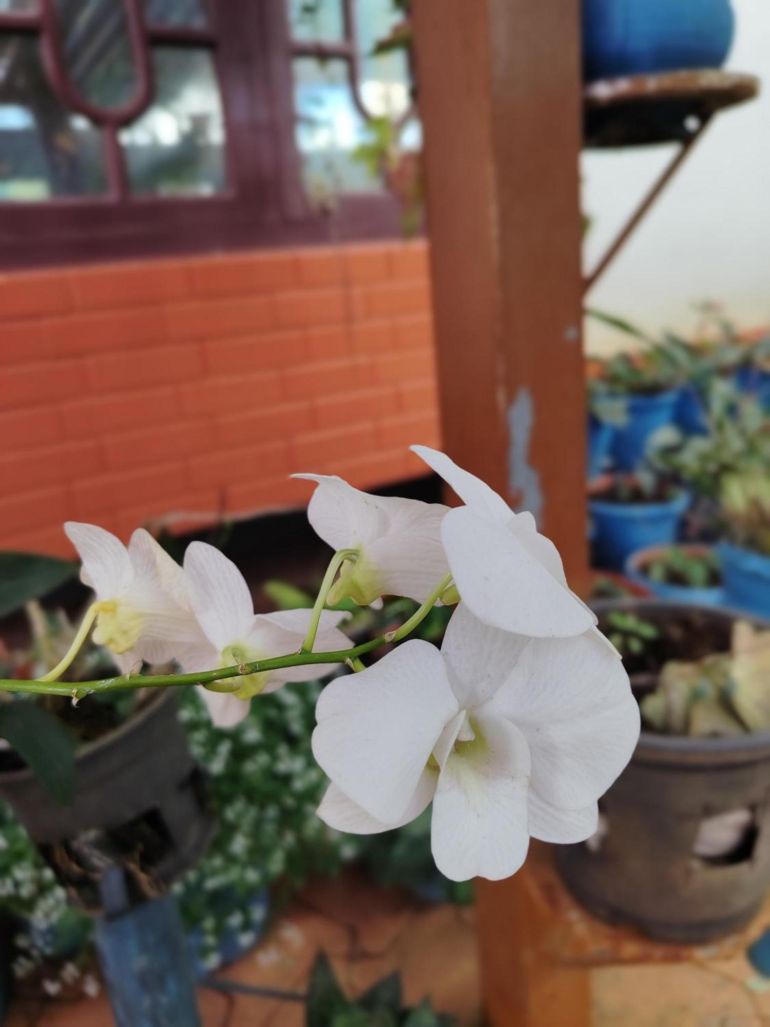 Shivalaya Homestay, Madikeri Siddāpur Exteriér fotografie
